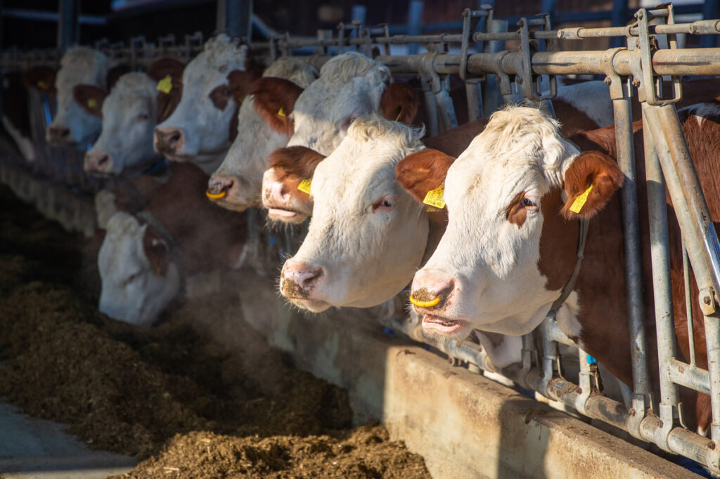Цены на&nbsp;сливочное масло