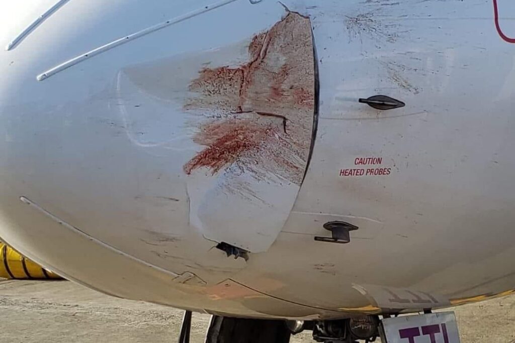 Столкновение самолёта с&nbsp;птицами