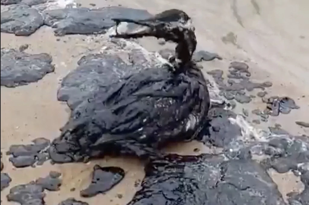 Птица, измазанная в&nbsp;мазуте под Анапой
