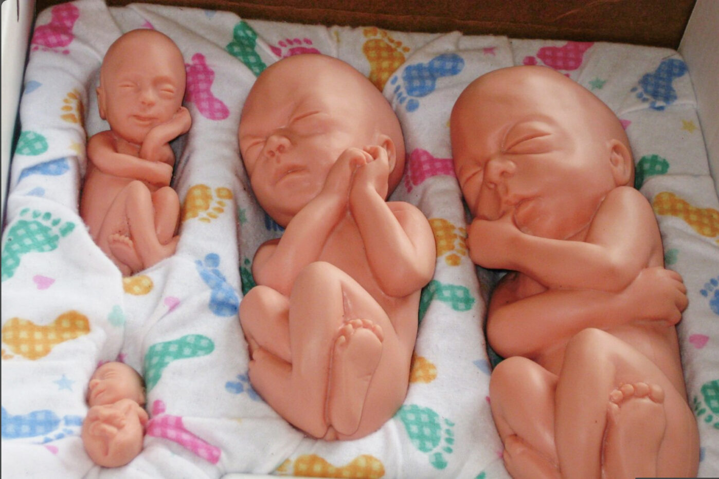 Муляжи эмбрионов человека